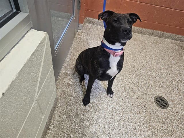 Serenity - Pit Bull Terrier
