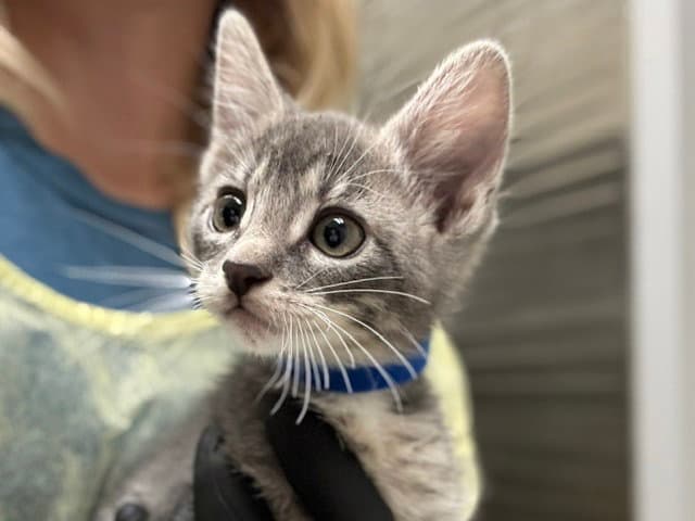 Raffia - Domestic Short Hair