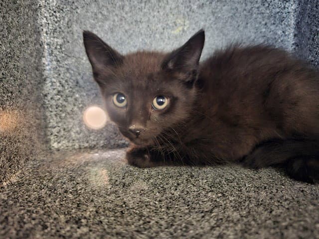 Belicoso - Domestic Short Hair