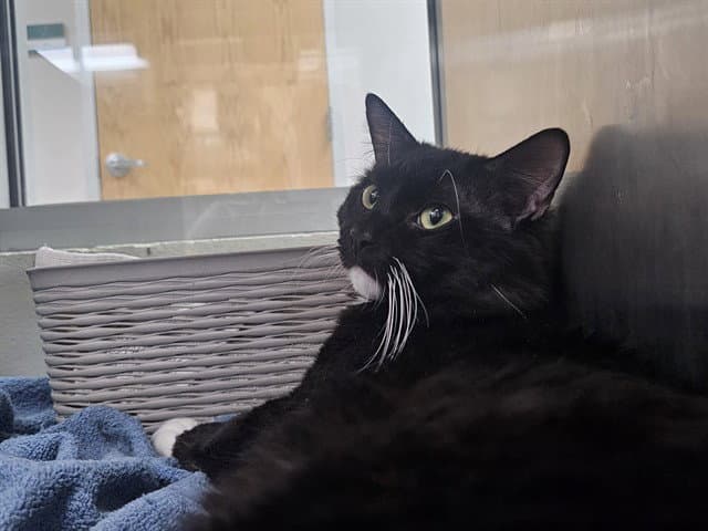 Figurado - Domestic Long Hair