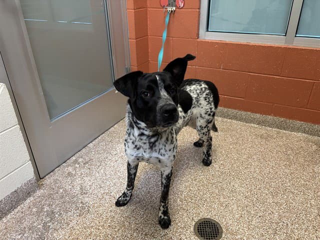 Otto - Australian Cattle Dog/Blue Heeler