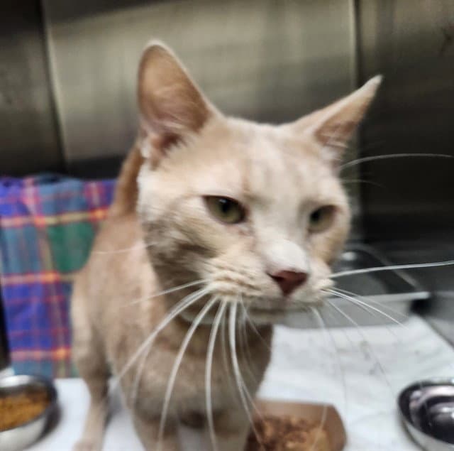 Houdini - Domestic Short Hair