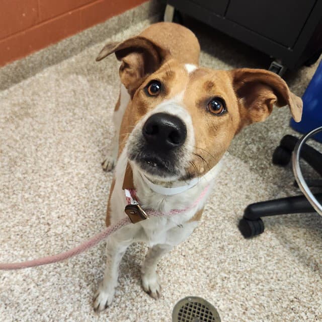 Clementine - Australian Cattle Dog/Blue Heeler