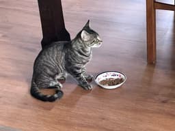 Lucy image 1