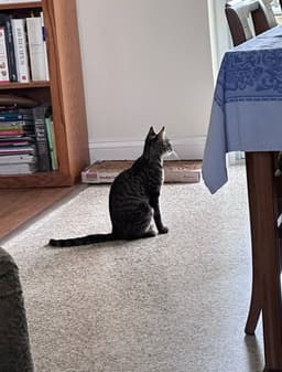Lucy image 2