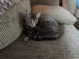 Lucy image 4