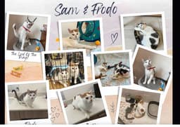 Sam  Frodo image 3