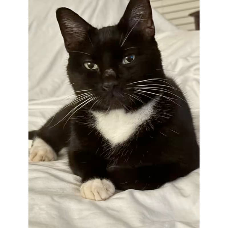Oreo - Domestic Short Hair