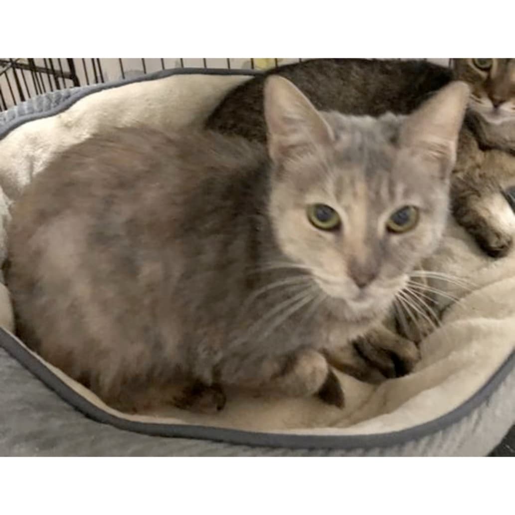 Ina - Domestic Short Hair