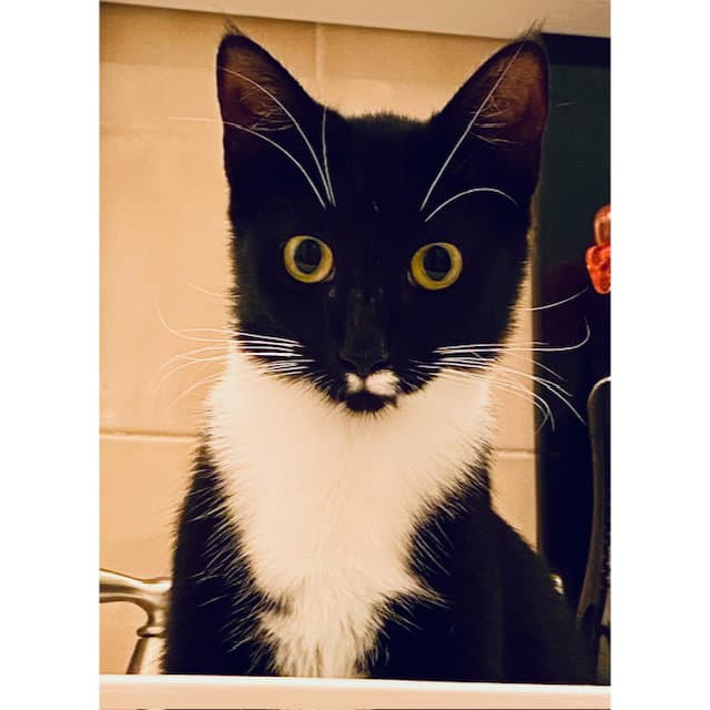 Bubbles - Domestic Short Hair