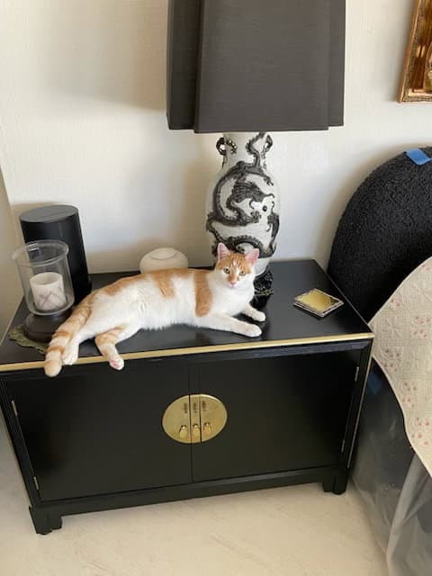 Buddy - Domestic Short Hair