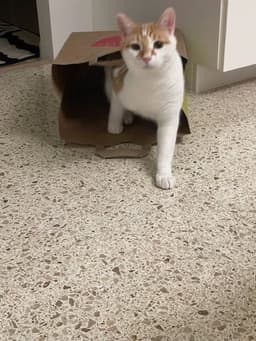 Buddy image 3