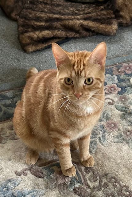 Splotchy - Domestic Short Hair