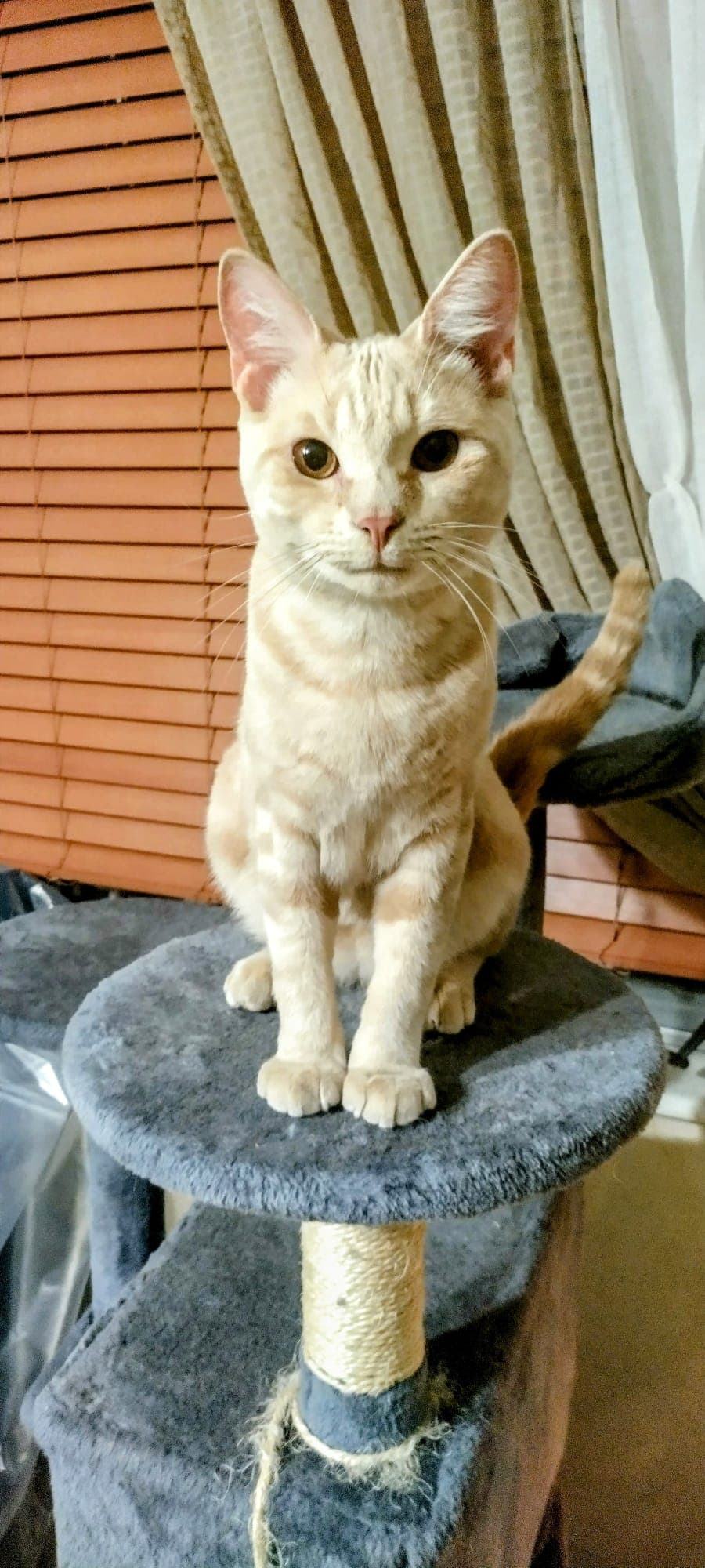 Olaf - Domestic Short Hair