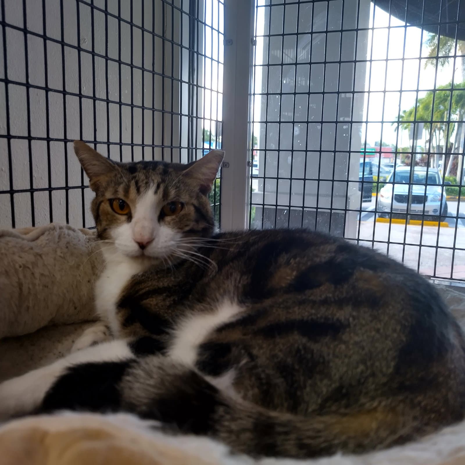 Leo - Domestic Short Hair