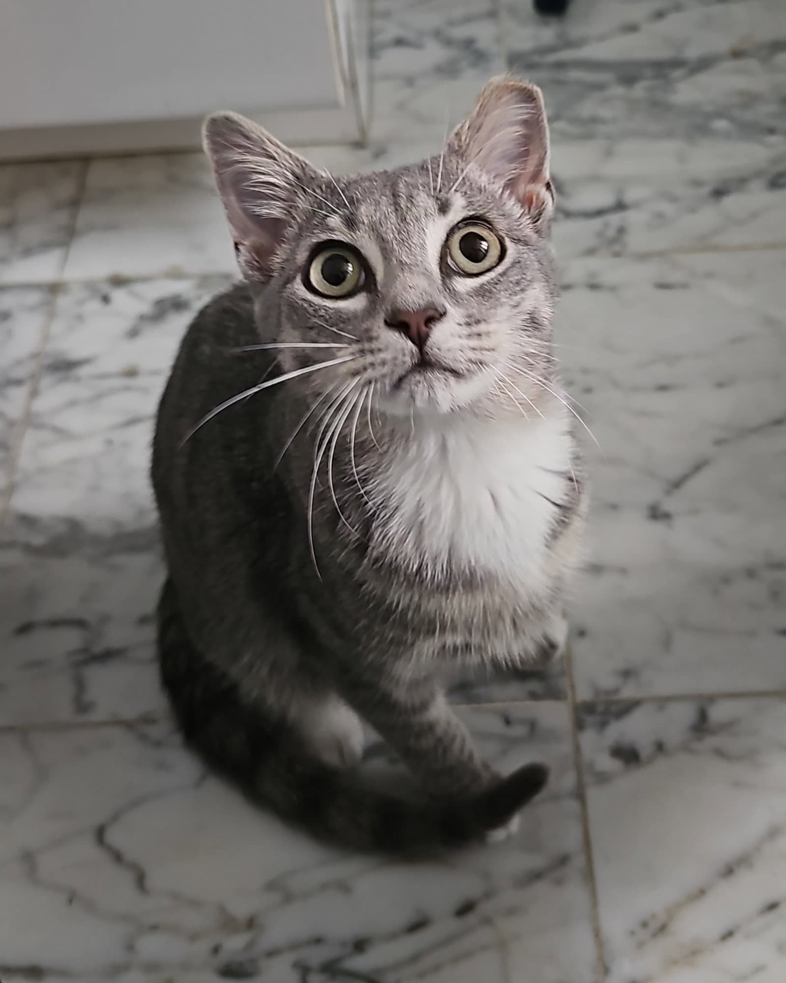 Cristal - Domestic Short Hair