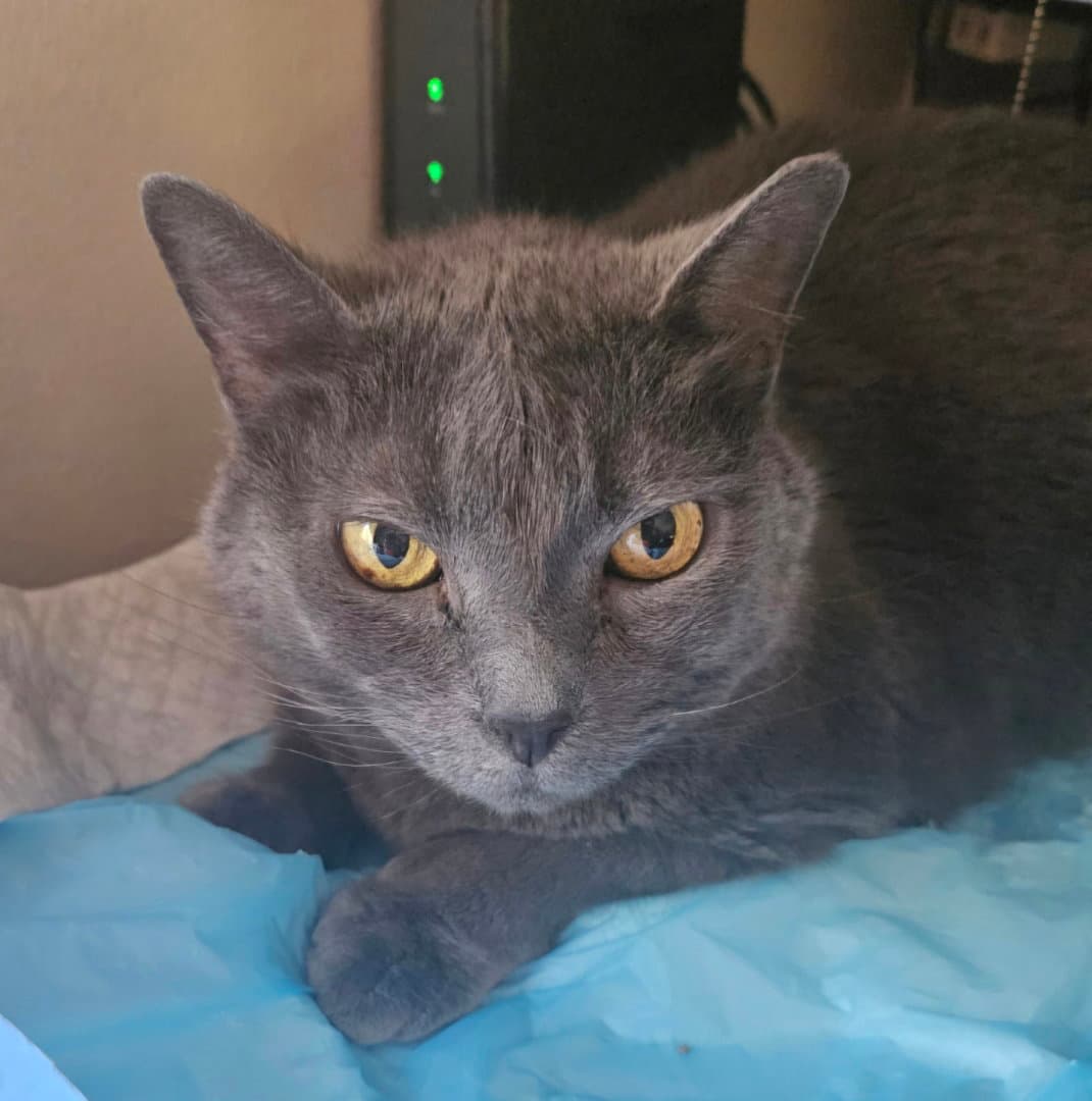 Cusa - Russian Blue