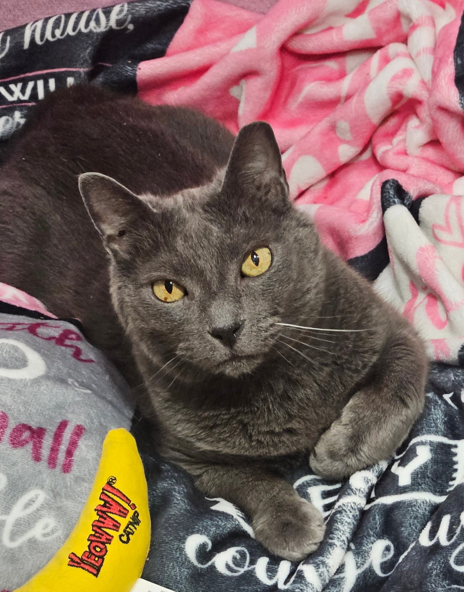 Cusa - Russian Blue