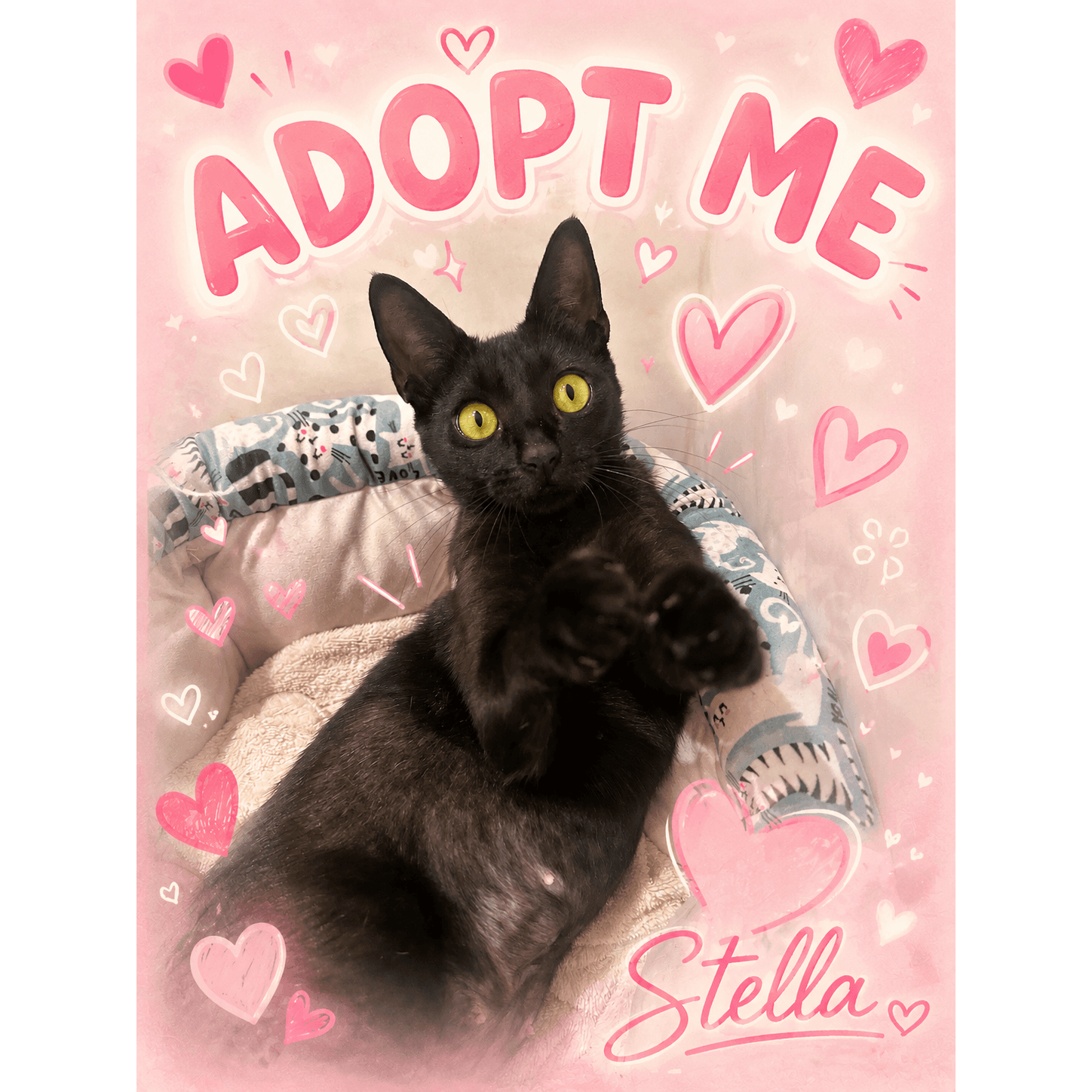 Stella - Domestic Short Hair