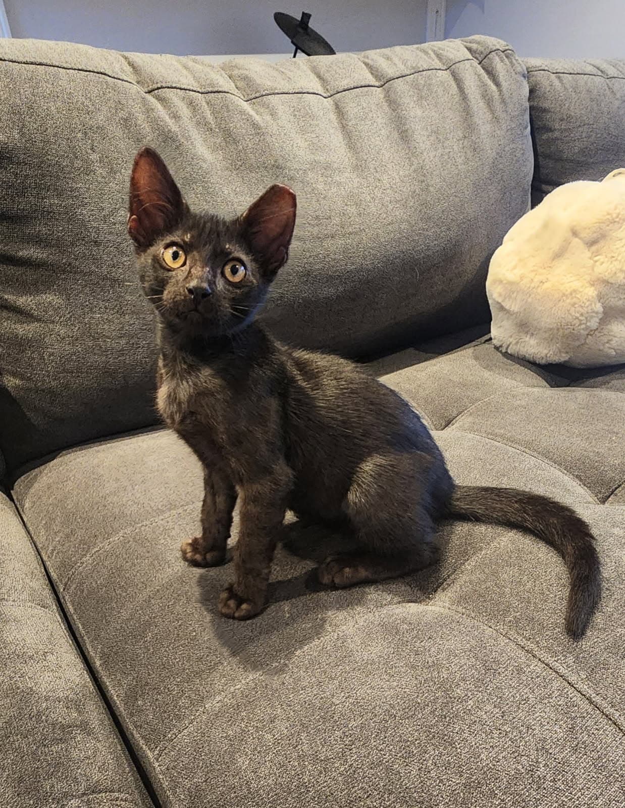 Squiddo - Domestic Short Hair