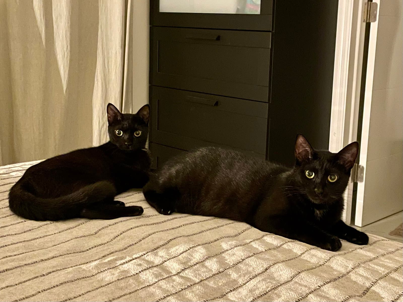 Kika And Breonna - Domestic Short Hair