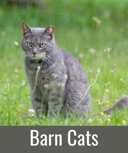 Barn Cats image 1
