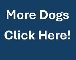 More Dogs image 1