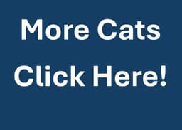 More Cats image 1