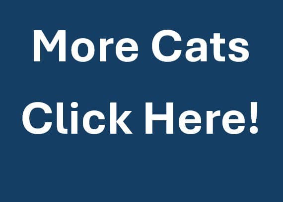 More Cats - Domestic Short Hair