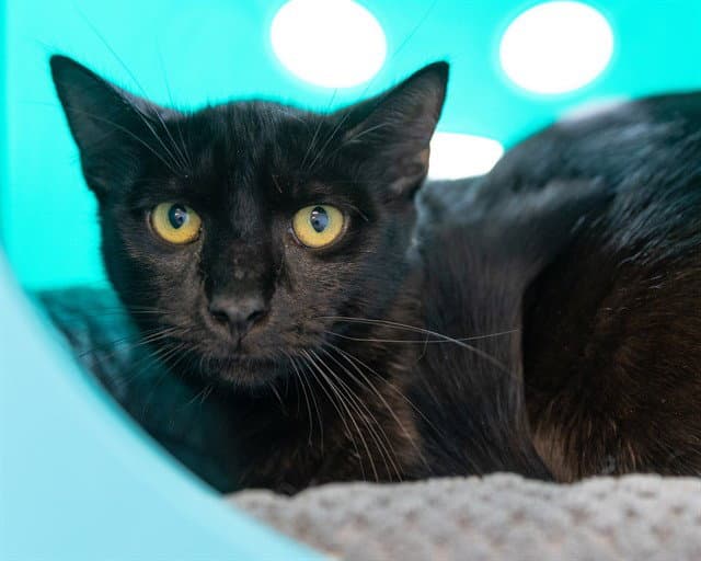 Rock - Domestic Short Hair