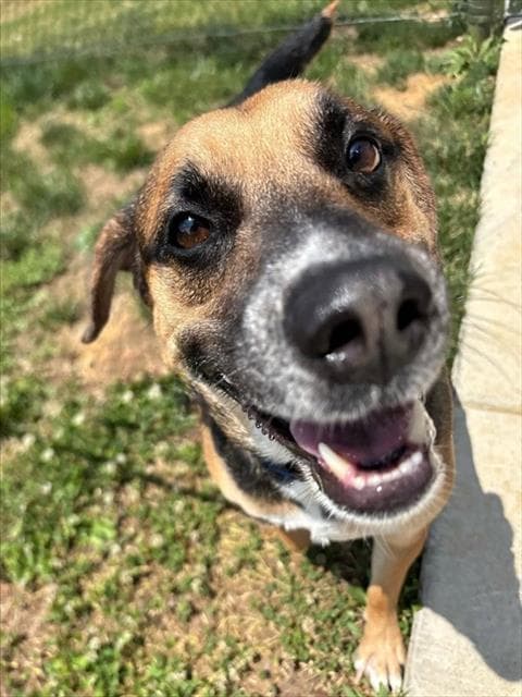 Sully - German Shepherd Dog