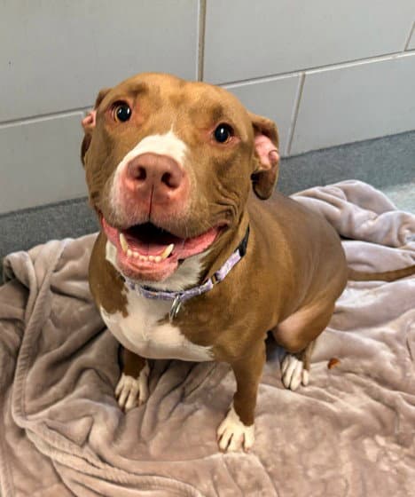 Allegra - American Pit Bull Terrier