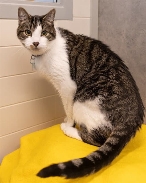 Lyko - Domestic Short Hair