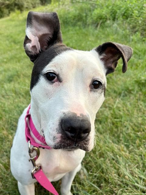 Tilly - Terrier
