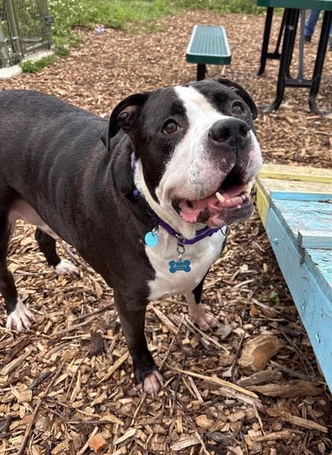 Bugsy - American Pit Bull Terrier