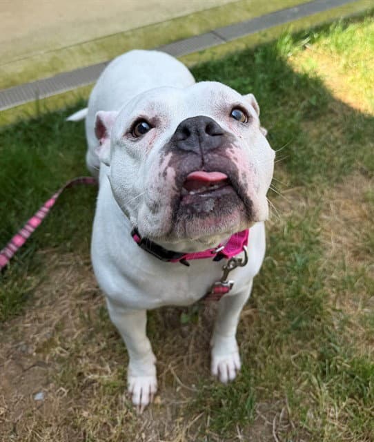 Snoe - American Pit Bull Terrier