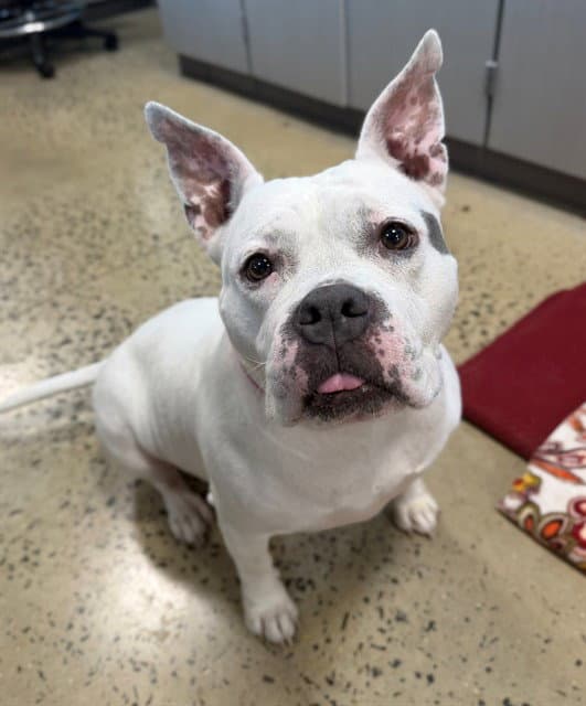 Snoe - American Pit Bull Terrier