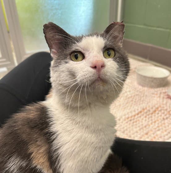 Wild Wonder - Domestic Short Hair