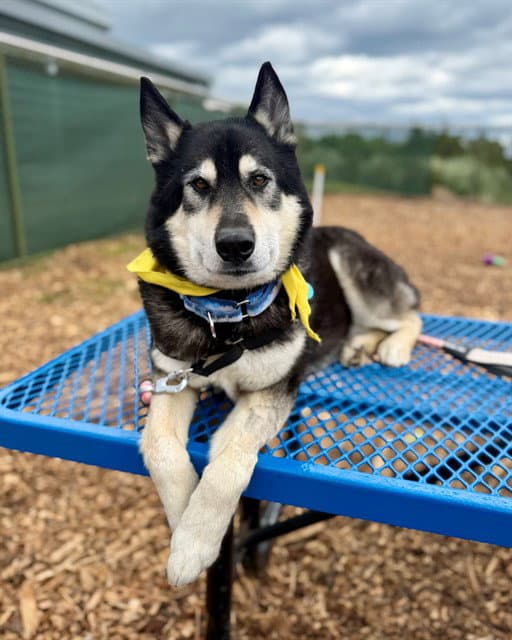 Bill Nye - Siberian Husky