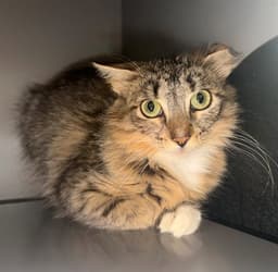 Zoe image 1