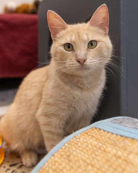 Cheddar - Domestic Short Hair
