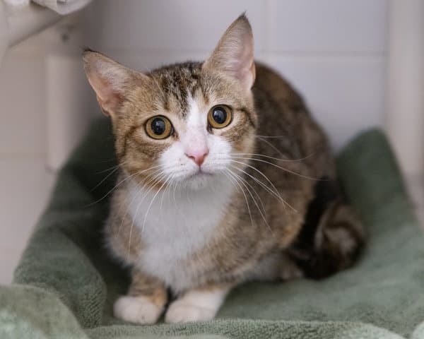 Cherry Soda - Domestic Short Hair