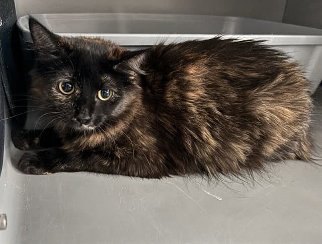 Shadow - Domestic Medium Hair