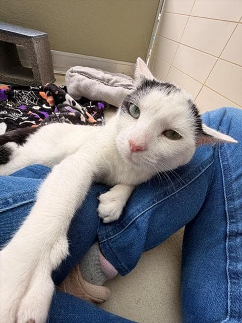 Elmer - Domestic Short Hair