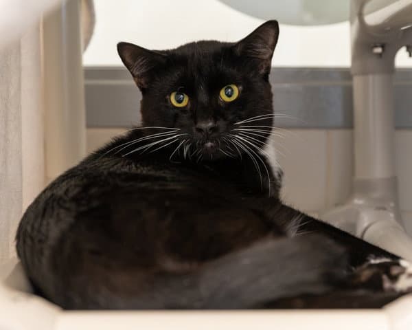 Night - Domestic Short Hair