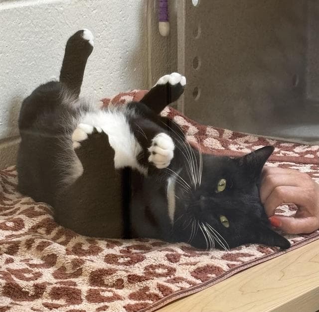 Night - Domestic Short Hair