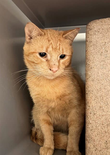 Sherbert - Domestic Short Hair