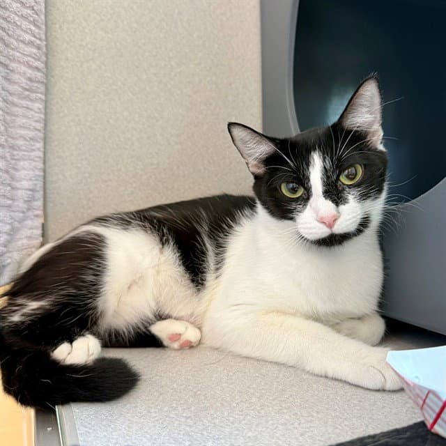 Cod - Domestic Short Hair