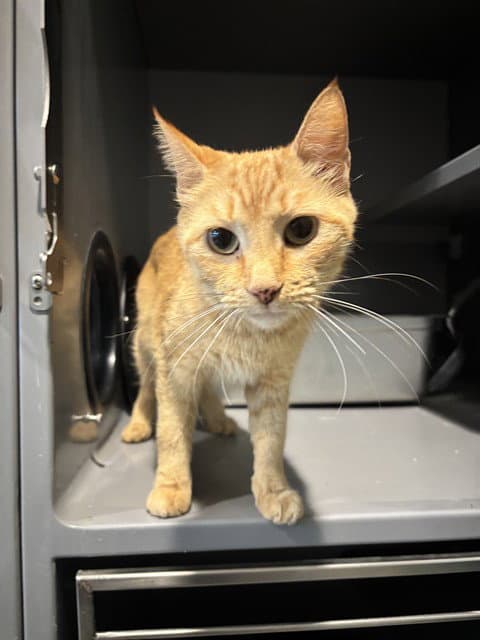 Frack - Domestic Short Hair