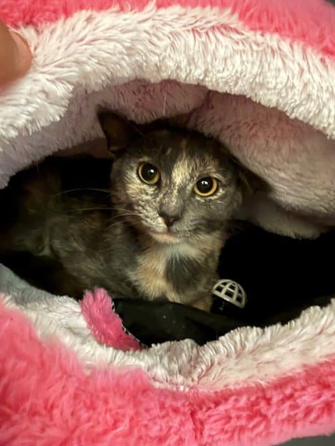 Pistachio - Domestic Short Hair